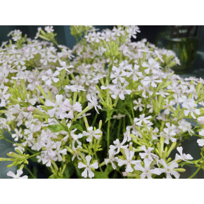 きょうのお花☆