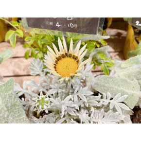 きょうのお花☆