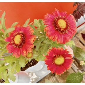 きょうのお花☆