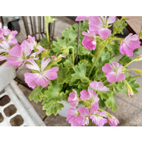 きょうのお花☆