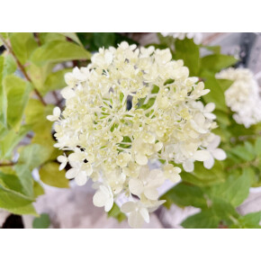 きょうのお花☆