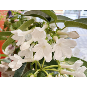 きょうのお花☆