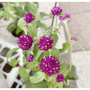 きょうのお花☆
