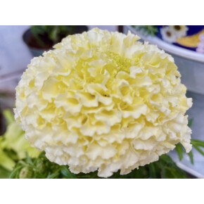 きょうのお花☆