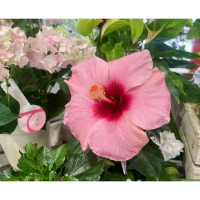 きょうのお花☆