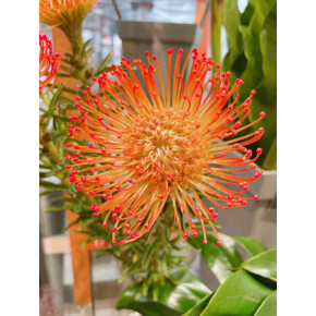 きょうのお花☆
