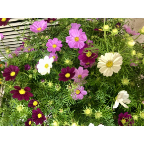 明日からです^^