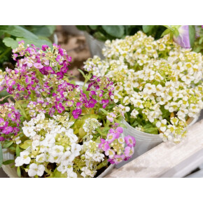 きょうのお花☆