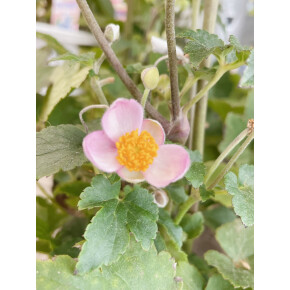 きょうのお花☆