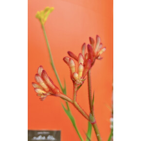 きょうのお花☆