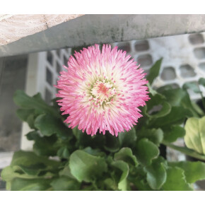 きょうのお花☆