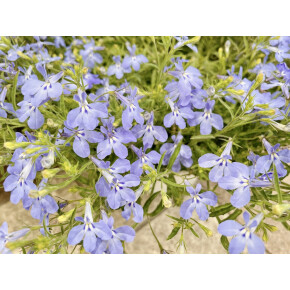 きょうお花☆