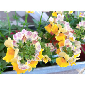 きょうのお花☆