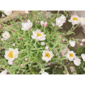 きょうのお花☆