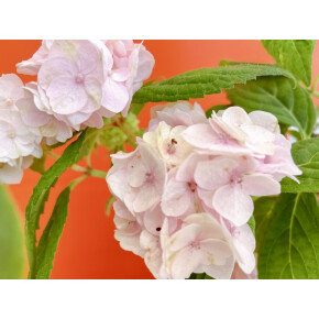 きょうのお花☆