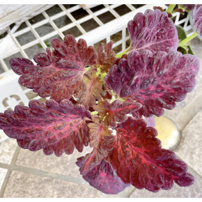 きょうのお花☆