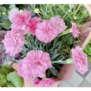 きょうのお花☆