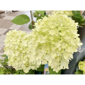 きょうのお花☆