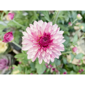 きょうのお花☆