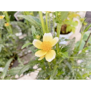 きょうのお花☆