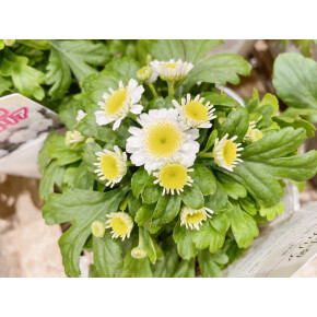 きょうのお花☆