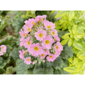 きょうのお花☆