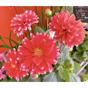 きょうのお花☆