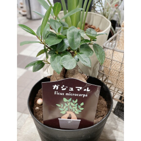 きょうのお花☆