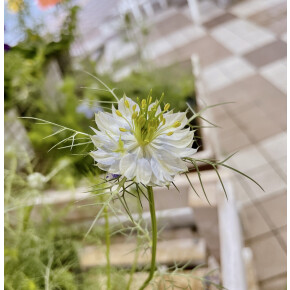 きょうのお花☆