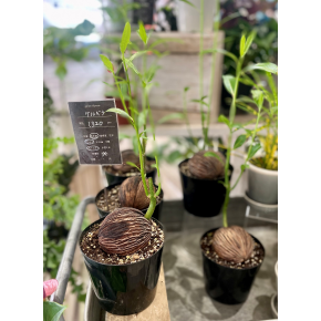 きょうのお花☆