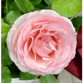 ☆5.12☆　母の日です♪