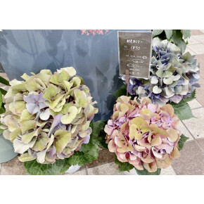 きょうのお花☆