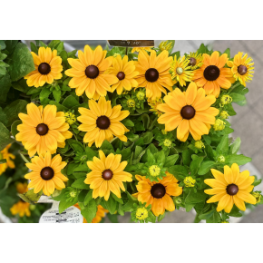 きょうのお花☆