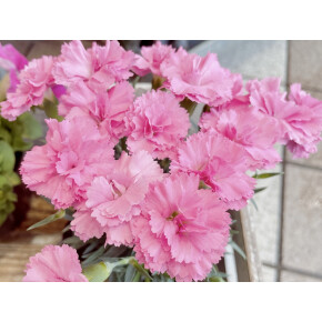 きょうのお花☆