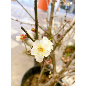 きょうのお花☆