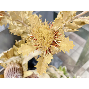 きょうのお花☆