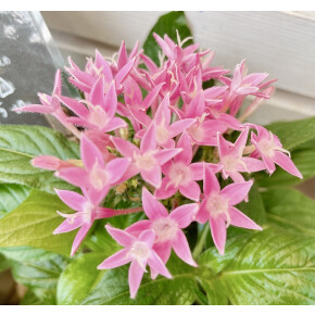 きょうのお花☆