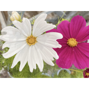 きょうのお花☆