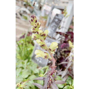 きょうのお花☆