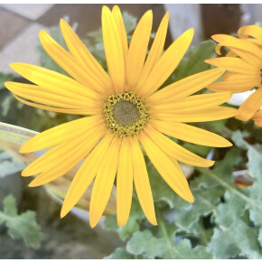 きょうのお花☆
