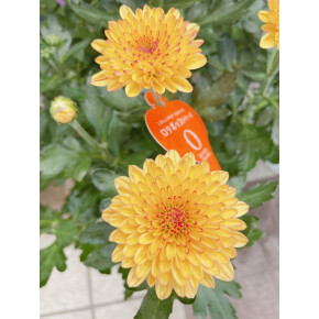 きょうのお花☆