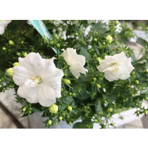 きょうのお花☆