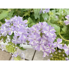 きょうのお花☆