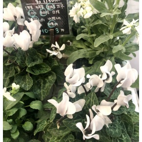 本日のお花屋さん^^