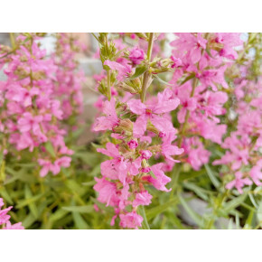 きょうのお花☆