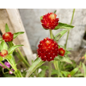 きょうのお花☆