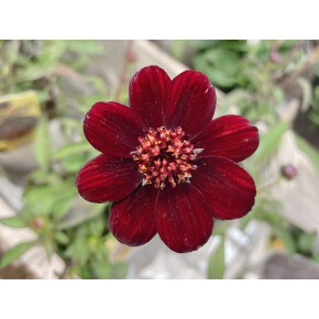 きょうのお花☆