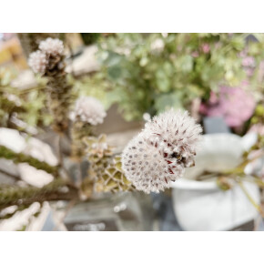 きょうのお花☆