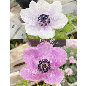 きょうのお花☆