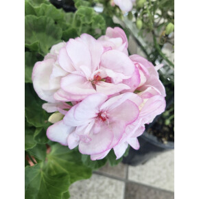 きょうのお花☆